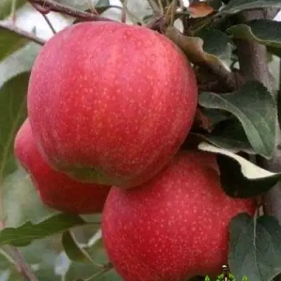 Яблоня ГАЛА ШНИГА в Полоцке