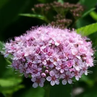 Спирея ПИНК СПАРКЛЕР в Полоцке