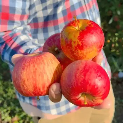 Яблоня КРАСАВИТА в Полоцке