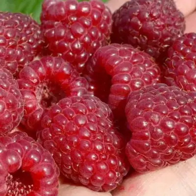 Малина ГИГАНТ РУБИНОВЫЙ в Полоцке