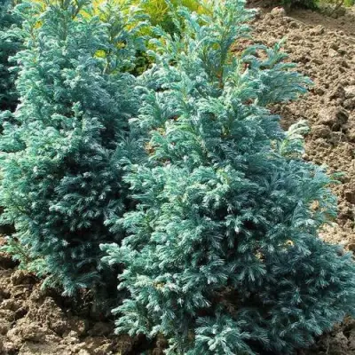 Кипарисовик БУЛЕВАРД горохоплодный в Полоцке