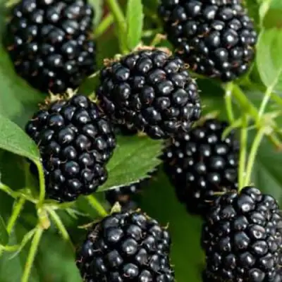 Ежевика КИТАНИНИ бесшипная  в Полоцке