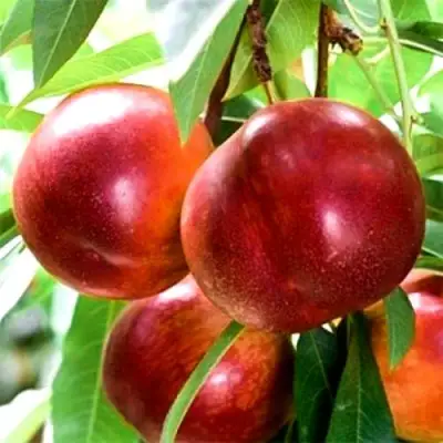 Нектарин СТАРК РЕД ГОЛД в Полоцке