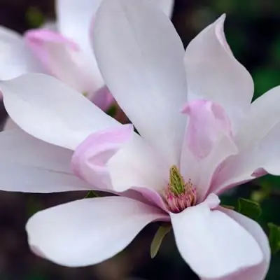 Магнолия ПИНКИ в Полоцке