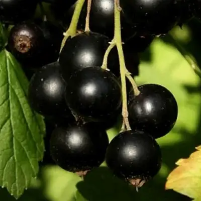 Смородина черная КЛУССОНОВСКАЯ в Полоцке