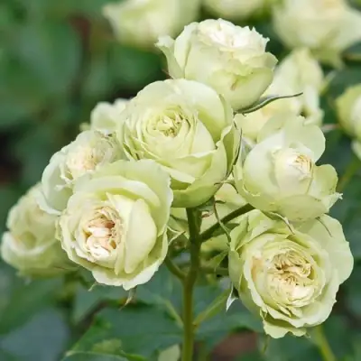 Роза ГРИН ДАЙМОНД миниатюрная в Полоцке