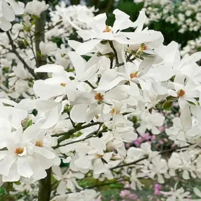 Магнолия ЛЕБНЕРА МЕРРИЛЛ в Полоцке