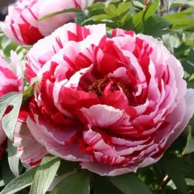 Пион РЕД ВИЗ ПИНК древовидный в Полоцке