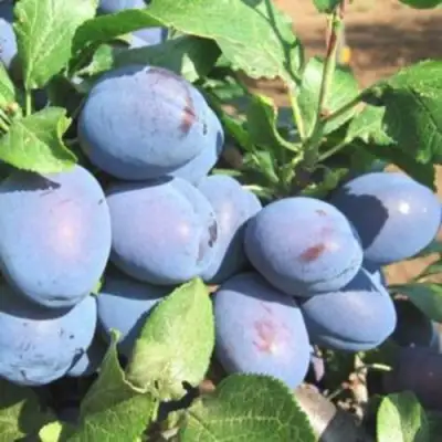 Слива ГИЛЬБЕРТ в Полоцке