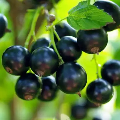 Смородина чёрная ВЕЛОЙ (ЛЕНИНГРАДСКАЯ СЛАДКАЯ) в Полоцке