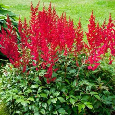 Астильба КОБЛЕНЦ японская в Полоцке