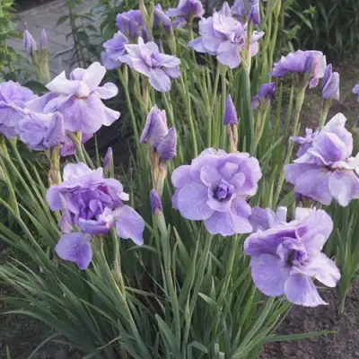 Ирис ИМПЕРИАЛ ОПАЛ сибирский в Полоцке