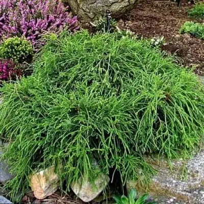 Кипарисовик ФИЛИФЕРА НАНА горохоплодный  в Полоцке