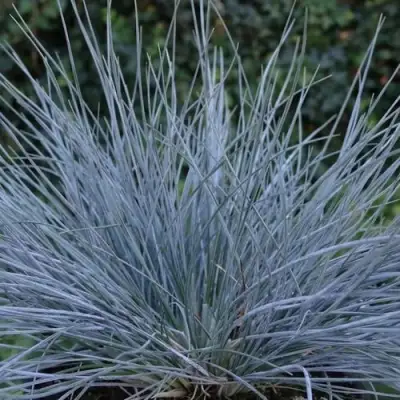 Овсяница АЙСФОГЕЛЬ сизая в Полоцке