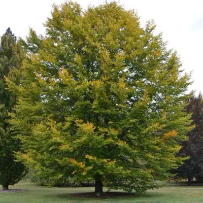 Бук лесной в Полоцке