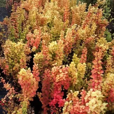 Барбарис САММЕР САНСЕТ тунберга в Полоцке