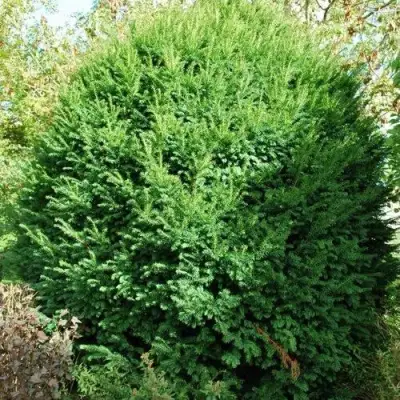 Тис РЕПАНДЕНС ягодный в Полоцке