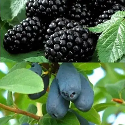 Комплект ЯГОДНЫЙ ДУЭТ в Полоцке