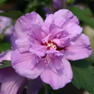 Гибискус АРДЕНС сирийский в Полоцке