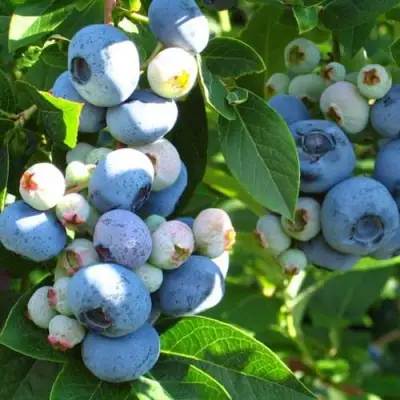 Голубика ДАРРОУ в Полоцке