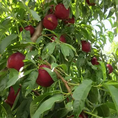 Нектарин ЭКСТРИМ БЬЮТИ в Полоцке