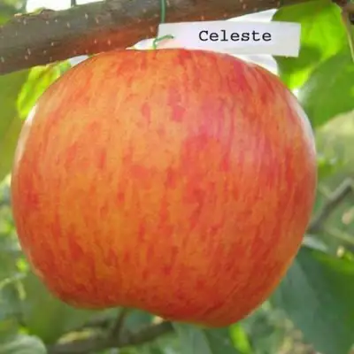 Яблоня ЦЕЛЕСТЕ в Полоцке