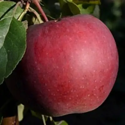 Яблоня БЕЛОРУССКОЕ СЛАДКОЕ в Полоцке