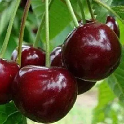 Вишня МИЛАВИЦА в Полоцке