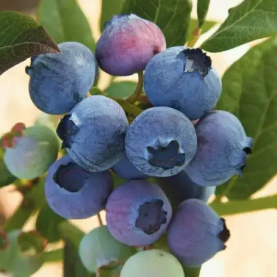 Голубика ОСОРНО в Полоцке