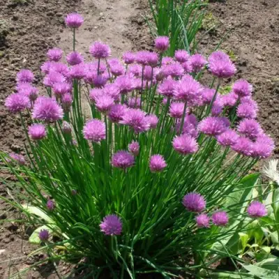 Лук-шнитт в Полоцке