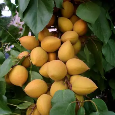 Абрикос МАНИТОБА в Полоцке