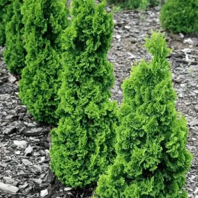 Туя ЗМАТЛИК западная в Полоцке