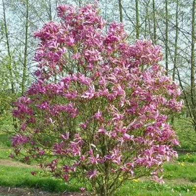 Магнолия СЬЮЗАН в Полоцке