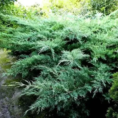 Можжевельник ПФИТЦЕРИАНА ГЛАУКА  средний в Полоцке