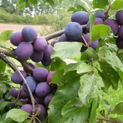 Слива ПЕРДРИГОН в Полоцке