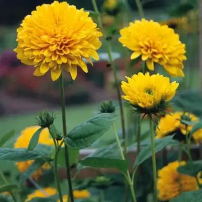 Подсолнечник СОЛЕЙЛ ДЕ ОР в Полоцке