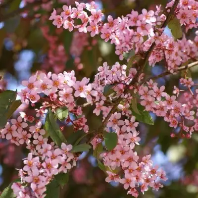 Черемуха КОЛОРАТА в Полоцке