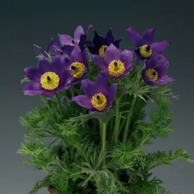 Прострел ПИНВИЛ БЛЮ ШЕЙДЕС в Полоцке