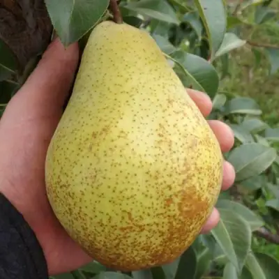 Груша ГЕНЕРАЛ ЛЕКЛЕРК в Полоцке