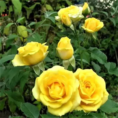 Роза САН СИТИ спрей в Полоцке