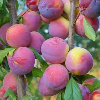 Слива КОЛОННОВИДНАЯ в Полоцке