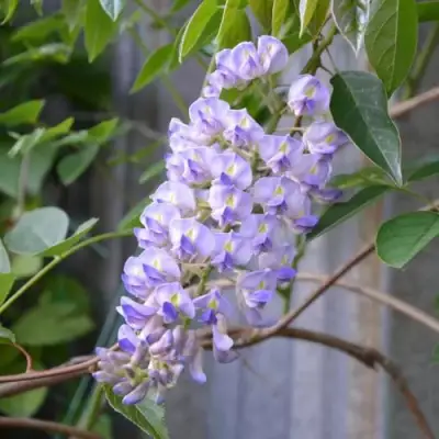 Глициния макростахия БЛЮ МУН в Полоцке