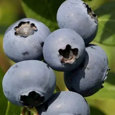 Голубика ЧАНДЛЕР в Полоцке