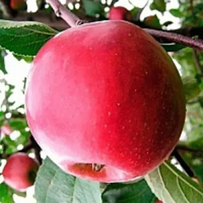 Яблоня КОВАЛЕНКОВСКОЕ в Полоцке