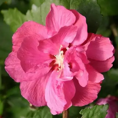 Гибискус ДЮК ДЕ БРАБАНТ сирийский  в Полоцке