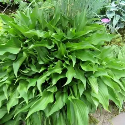 Хоста ГАРРИ ВАН ТРИЕР в Полоцке