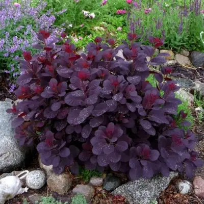 Скумпия РОЯЛ ПЕРПЛ кожевенная в Полоцке