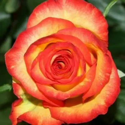 Роза ХАЙ МЭДЖИК чайно-гибридная в Полоцке