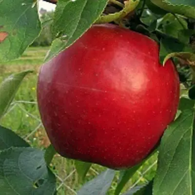 Яблоня РЕДФРИ в Полоцке