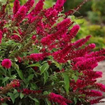 Буддлея давида РОЯЛ РЕД в Полоцке